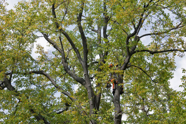 Reliable Holly Springs, NC Tree Care Solutions
